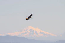 Load image into Gallery viewer, Canadian Bald Eagle Print | Mount Baker Washington wall art, Wildlife Artwork - Home Decor Gifts
