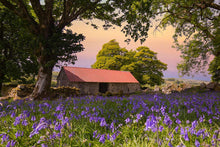 Load image into Gallery viewer, Dartmoor Print of Emsworthy Bluebells | Wildflower flora wall art - Home Decor Gifts - Sebastien Coell Photography
