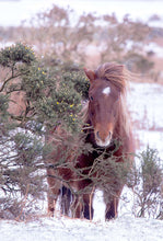 Load image into Gallery viewer, Equine art of a Dartmoor Pony | Animal art for Sale - Home Decor Gifts - Sebastien Coell Photography
