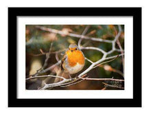 Load image into Gallery viewer, Robin Red Breast Print, Animal art for Sale - Home Decor Gifts - Sebastien Coell Photography
