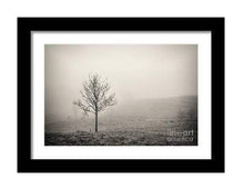 Load image into Gallery viewer, Fine art Print of a Silver Birch tree, Lake district Prints for Sale, Cumbria wall art and Home Decor Gifts - SCoellPhotography
