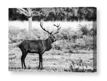 Load image into Gallery viewer, Stag Print at Richmond Park London, Deer pictures for Sale, Red Deer Photography Home Decor Gifts - SCoellPhotography
