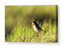 Load image into Gallery viewer, Scottish Wildlife Prints, a Stonechat sits on Scotlands Highlands art, Animal Photography Home Decor Gifts Bird Wall Art - SCoellPhotography
