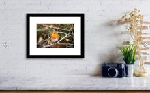 Load image into Gallery viewer, Robin Red Breast Print, Animal art for Sale - Home Decor Gifts - Sebastien Coell Photography
