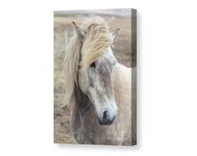 Load image into Gallery viewer, Icelandic Horse Art | Equine art for Sale and Wildlife Print Home Decor Gifts - Sebastien Coell Photography
