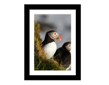 Load image into Gallery viewer, Puffin Print at Latrabjarg cliff, Icelandic art, Wildlife prints and Animal art Home Decor Gifts - Sebastien Coell Photography
