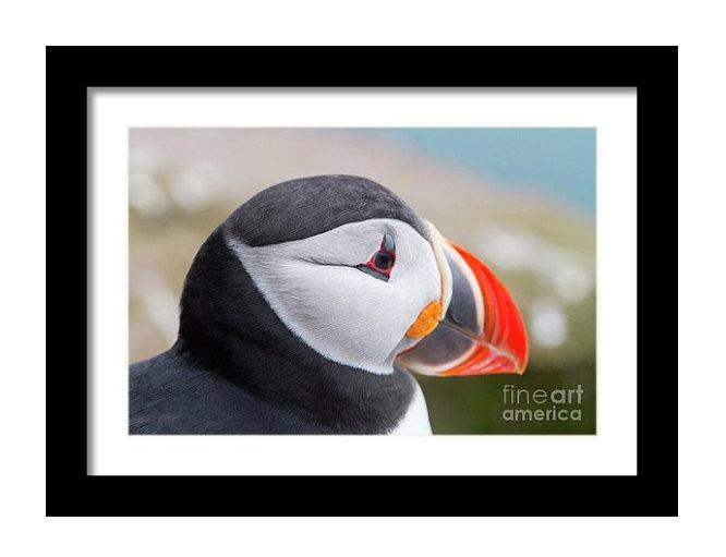 Iceland Puffin Print | Wildlife Photography, Icelandic animal art - Home Decor Prints - Sebastien Coell Photography