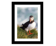 Load image into Gallery viewer, Puffin Prints | Animal Art and Iceland Prints for Sale - Home Decor Gifts - Sebastien Coell Photography
