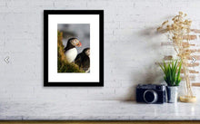 Load image into Gallery viewer, Puffin Print at Latrabjarg cliff, Icelandic art, Wildlife prints and Animal art Home Decor Gifts - Sebastien Coell Photography
