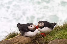 Load image into Gallery viewer, Icelandic Puffin Print | Latrabjarg cliff wall art, Wildlife Prints - Home Decor Gifts - Sebastien Coell Photography
