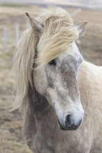 Load image into Gallery viewer, Icelandic Horse Art | Equine art for Sale and Wildlife Print Home Decor Gifts - Sebastien Coell Photography
