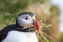 Load image into Gallery viewer, Wildlife Prints of Icelands Puffins, Animal Art for Sale, Icelandic Prints and Home Decor Gifts - SCoellPhotography
