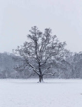 Load image into Gallery viewer, Woodland Print of a Snowy Tree at Bakers Park, Newton Abbot Photography, Bakers Park Pictures for Sale and Home Decor Gift - SCoellPhotography
