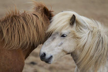 Load image into Gallery viewer, Equine art of an Icelandic Horse | Wildlife Prints for Sale - Home Decor Gifts - Sebastien Coell Photography
