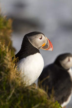 Load image into Gallery viewer, Puffin Print at Latrabjarg cliff, Icelandic art, Wildlife prints and Animal art Home Decor Gifts - Sebastien Coell Photography
