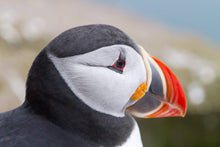 Load image into Gallery viewer, Iceland Puffin Print | Wildlife Photography, Icelandic animal art - Home Decor Prints - Sebastien Coell Photography
