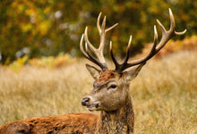 Load image into Gallery viewer, Stag Print at Richmond Park, London Wildlife Pictures, Red Deer Photography and Home Decor Gifts - SCoellPhotography
