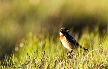 Load image into Gallery viewer, Scottish Wildlife Prints, a Stonechat sits on Scotlands Highlands art, Animal Photography Home Decor Gifts Bird Wall Art - SCoellPhotography
