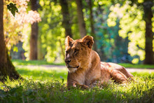 Load image into Gallery viewer, Wildlife Prints of a Lioness Resting in the Sun, Animal art for Sale, Lion Photography Home Decor Gifts - SCoellPhotography
