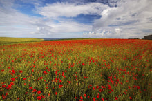 Load image into Gallery viewer, Wildflower Prints of Poly Joke, Poppy Field Photography for Sale, Cornwall Landscape Prints Home Decor Gifts - SCoellPhotography
