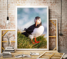 Load image into Gallery viewer, Puffin Prints | Animal Art and Iceland Prints for Sale - Home Decor Gifts - Sebastien Coell Photography
