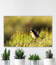 Load image into Gallery viewer, Scottish Wildlife Prints, a Stonechat sits on Scotlands Highlands art, Animal Photography Home Decor Gifts Bird Wall Art - SCoellPhotography
