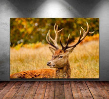 Load image into Gallery viewer, Stag Print at Richmond Park, London Wildlife Pictures, Red Deer Photography and Home Decor Gifts - SCoellPhotography
