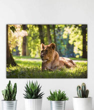 Load image into Gallery viewer, Wildlife Prints of a Lioness Resting in the Sun, Animal art for Sale, Lion Photography Home Decor Gifts - SCoellPhotography
