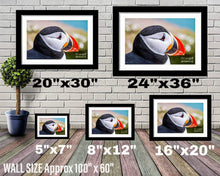 Load image into Gallery viewer, Icelandic Puffin Print | Latrabjarg cliff wall art, Wildlife Prints - Home Decor Gifts - Sebastien Coell Photography
