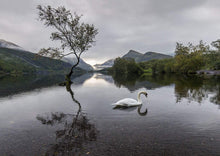 Load image into Gallery viewer, Llanberis Lone Tree Prints | Snowdonian art, Llyn Padarn Mountain Photography - Home Decor - Sebastien Coell Photography
