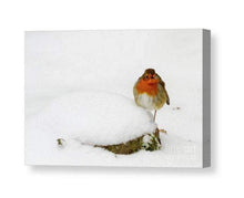 Load image into Gallery viewer, Wildlife Prints in the Snow, Robin Prints for Sale and Animal wall art Home Decor Gifts - SCoellPhotography
