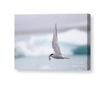 Load image into Gallery viewer, Icelandic Wildlife Print | Seagull Print of an Arctic Tern, Animal art for Sale Home Decor - Sebastien Coell Photography
