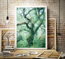 Load image into Gallery viewer, Dartmoor Prints of Wistmans Wood, Woodland Photographic Prints, Twisted Oak Tree wall art, Devon Photography - SCoellPhotography
