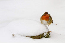 Load image into Gallery viewer, Wildlife Prints in the Snow, Robin Prints for Sale and Animal wall art Home Decor Gifts - SCoellPhotography
