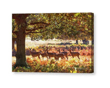 Load image into Gallery viewer, Deer Print | Richmond Park Photography, Wildlife Wall Art, Red Deer Photography - Sebastien Coell Photography
