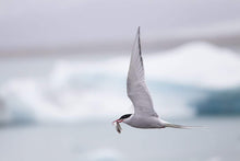 Load image into Gallery viewer, Icelandic Wildlife Print | Seagull Print of an Arctic Tern, Animal art for Sale Home Decor - Sebastien Coell Photography
