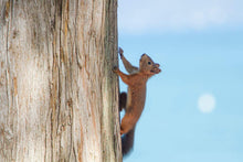 Load image into Gallery viewer, Print / Canvas a red Squirrel at Lake Garda wall art, Italy Wildlife Photography nature framed photo boyfriend gifts girlfriend Christmas
