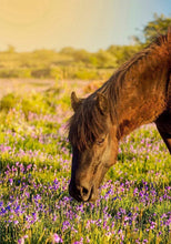 Load image into Gallery viewer, Horse Wall Art | Dartmoor Pony Prints and Emsworthy Bluebell Photography - Sebastien Coell Photography
