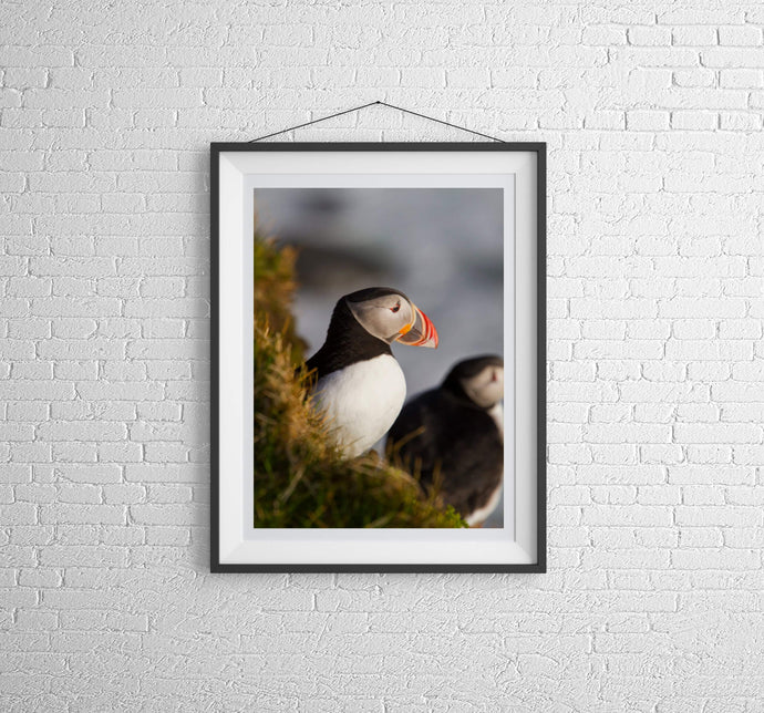 Puffin Print at Latrabjarg cliff, Icelandic art, Wildlife prints and Animal art Home Decor Gifts - Sebastien Coell Photography