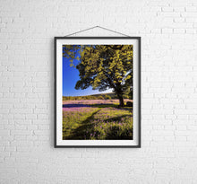 Load image into Gallery viewer, Dartmoor art of Emsworthy Common | Bluebell WildFlower art for Sale - Home Decor - Sebastien Coell Photography
