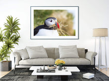 Load image into Gallery viewer, Wildlife Prints of Icelands Puffins, Animal Art for Sale, Icelandic Prints and Home Decor Gifts - SCoellPhotography
