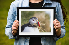 Load image into Gallery viewer, Wildlife Prints of Icelands Puffins, Animal Art for Sale, Icelandic Prints and Home Decor Gifts - SCoellPhotography
