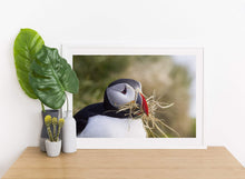 Load image into Gallery viewer, Wildlife Prints of Icelands Puffins, Animal Art for Sale, Icelandic Prints and Home Decor Gifts - SCoellPhotography
