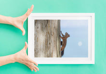 Load image into Gallery viewer, Print / Canvas a red Squirrel at Lake Garda wall art, Italy Wildlife Photography nature framed photo boyfriend gifts girlfriend Christmas
