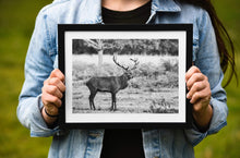 Load image into Gallery viewer, Stag Print at Richmond Park London, Deer pictures for Sale, Red Deer Photography Home Decor Gifts - SCoellPhotography
