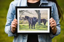 Load image into Gallery viewer, Wildlife Prints of Dartmoor Ponies and Cows, Animal Photography and Devon wall art for Sale, Horse and Equine Home Decor Gifts - SCoellPhotography
