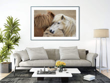 Load image into Gallery viewer, Equine art of an Icelandic Horse | Wildlife Prints for Sale - Home Decor Gifts - Sebastien Coell Photography
