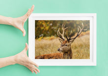 Load image into Gallery viewer, Stag Print at Richmond Park, London Wildlife Pictures, Red Deer Photography and Home Decor Gifts - SCoellPhotography
