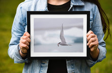 Load image into Gallery viewer, Icelandic Wildlife Print | Seagull Print of an Arctic Tern, Animal art for Sale Home Decor - Sebastien Coell Photography
