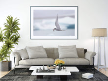 Load image into Gallery viewer, Icelandic Wildlife Print | Seagull Print of an Arctic Tern, Animal art for Sale Home Decor - Sebastien Coell Photography
